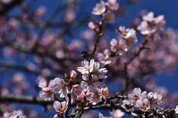 Almond blossom on the blue sky 