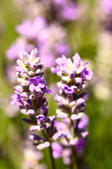 Close up of lavender lavandula flowers in bloom