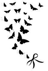 black butterfly, isolated on a white