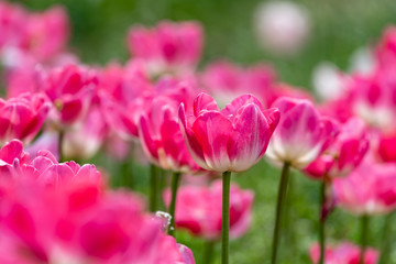 Pink tulips flower, in full bloom