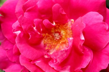 Obraz premium Sweet Unique gradient Pink Rose