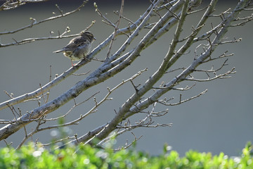 Sparrow sitting on a branch.