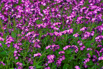beautiful colors of nature in the spring Park