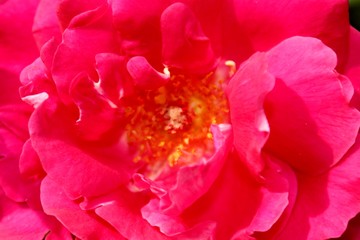 Fototapeta na wymiar Beautiful Natural Pink Rose Flower.