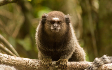 Common marmoset, Callithrix jacchus, a small brazilian monkey looking directly to the camera, in the jungle