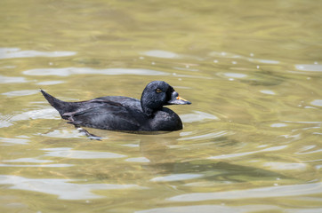Common Scoter