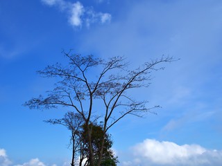 The dried tree and the normal green tree with bluesky and cloud