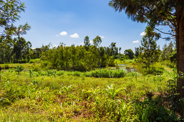 Fototapeta na wymiar Maize and banana field in the countryside near Thika