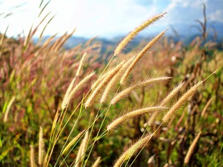 The grass flower in the field under the afternoon sun, Nan, Thailand