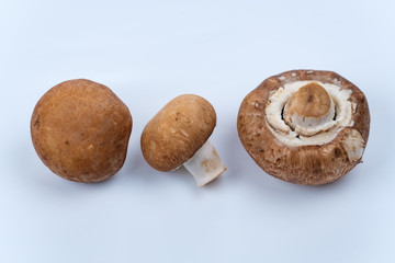 Brauner Champignon (Agaricus bisporus var. hortensis)