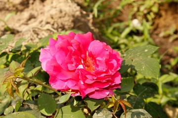 pink rose in garden