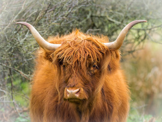 Highland Cow.  A Highland Cow pictured in a field near Pendine in Carmarthenshire, Wales.  Highland cattle are a Scottish cattle breed. 