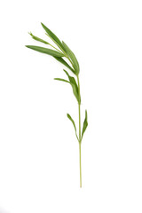 Tarragon herbs close up isolated on white background