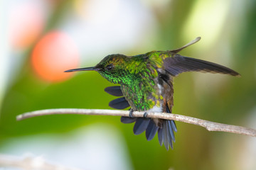 A Copper-rumped hummingbird stretching on a branch in a garden.