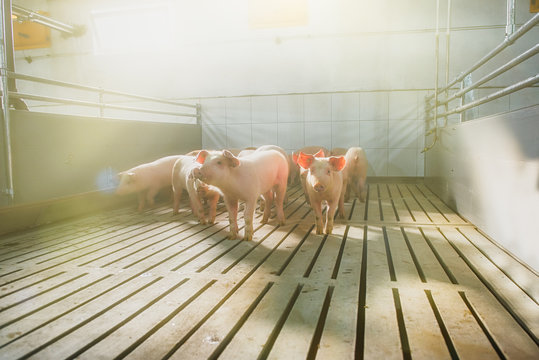 Pigs on a farm
