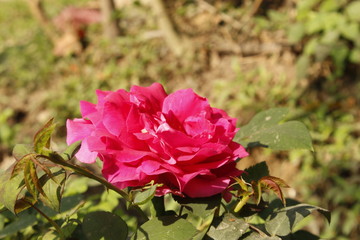 PINK ROSE IN GARDEN