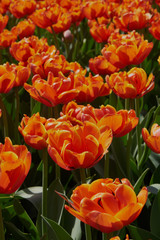 background nature spring flowers on flower bed tulips postcard red and yellow