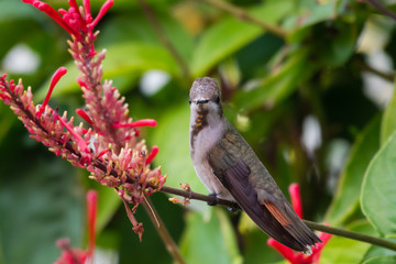 A female Ruby Topaz hummingbird perching with red flowers in a tropical garden.