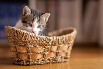 Fototapeta na wymiar Kitten in a wicker basket