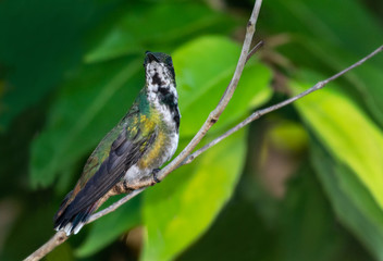 A female Green-throated Mango hummingbird perches on a branch in the swamps of Trinidad and Tobago.