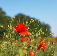 Red poppies in the morning light. Polyana with red poppy flowers on a green blur background. A lonely poppy flower. Field of poppies