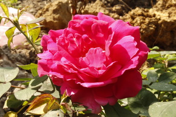 Gradient pink rose flower in garden