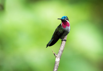 A Long-billed Starthroat hummingbird perches alone on a branch with a smooth green background.