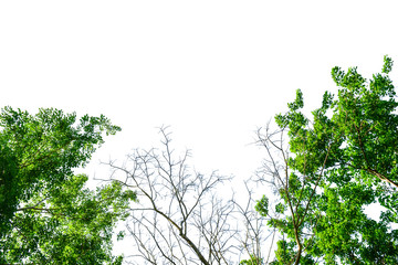 Fototapeta premium Tree isolated, Green leave on white background texture with clipping path
