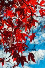 Red maple leaves on tree