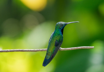 A Black-throated Mango hummingbird perches on a branch with a bokeh background.