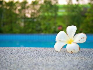 The close landscape of the faliage plumeria flower at the edge of swimming pool with blur dawn background