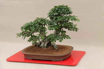 A Carpinus Turczaninowii Crafted Miniature Bonsai Tree.