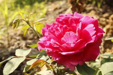 Gradient pink rose flower in garden