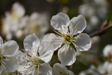 background nature spring cherry blossom and Apple tree postcard