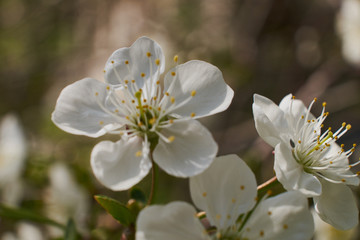 background nature spring cherry blossom and Apple tree postcard