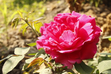 Fototapeta premium pink rose in the garden