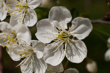 Fototapeta na wymiar background nature spring cherry blossom and Apple tree postcard