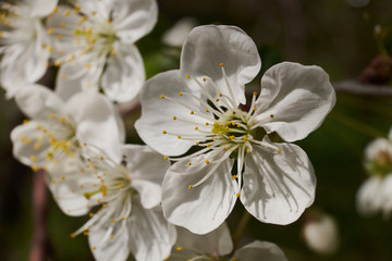 background nature spring cherry blossom and Apple tree postcard