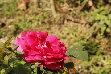 Pink rose in garden