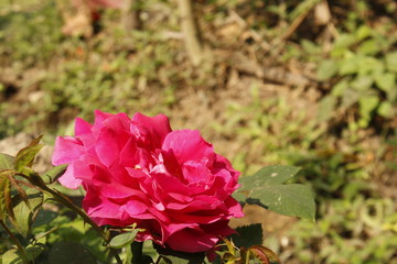 Gradient pink rose flower in garden