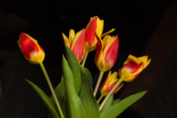 orange and yellow tulips black background