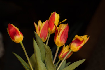 orange and yellow tulips black background