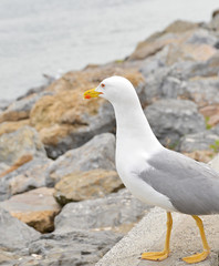 seagull on the beach