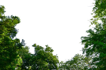 Tree isolated, Green leave on white background texture with clipping path