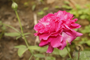 Gradient pink rose flower in garden