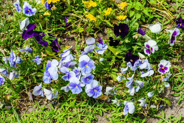 Obraz na płótnie Canvas Different viola flowers on flowerbed in a garden