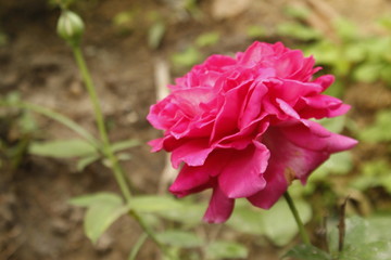pink rose in garden
