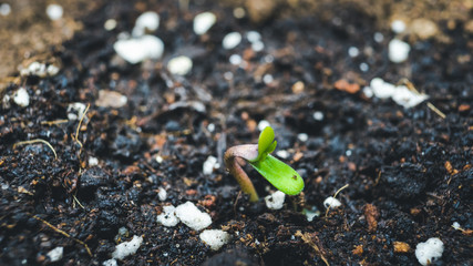 Sprout of marijuana plant growing indoor, close-up.