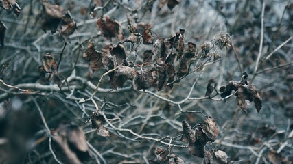 Branches