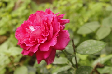 Gradient pink rose flower in garden
